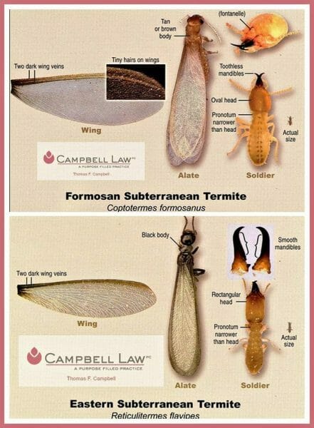 Formosan Termites Vs Drywood Termites