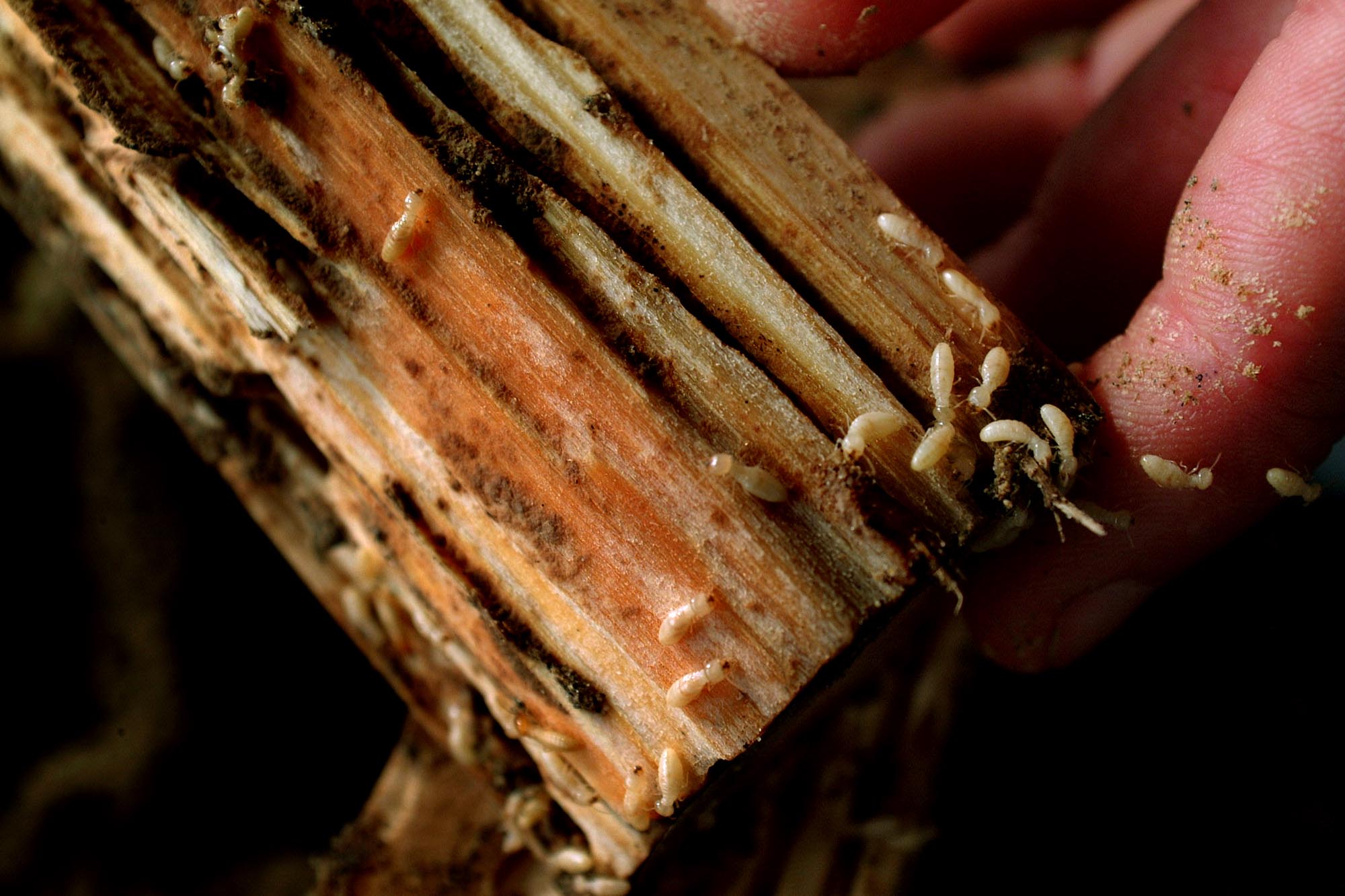 Termite111102