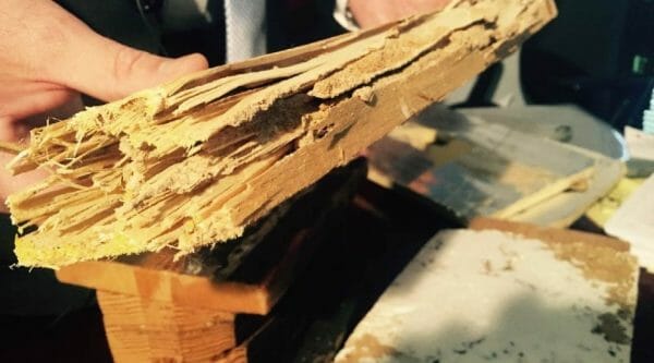 termite wood 1
